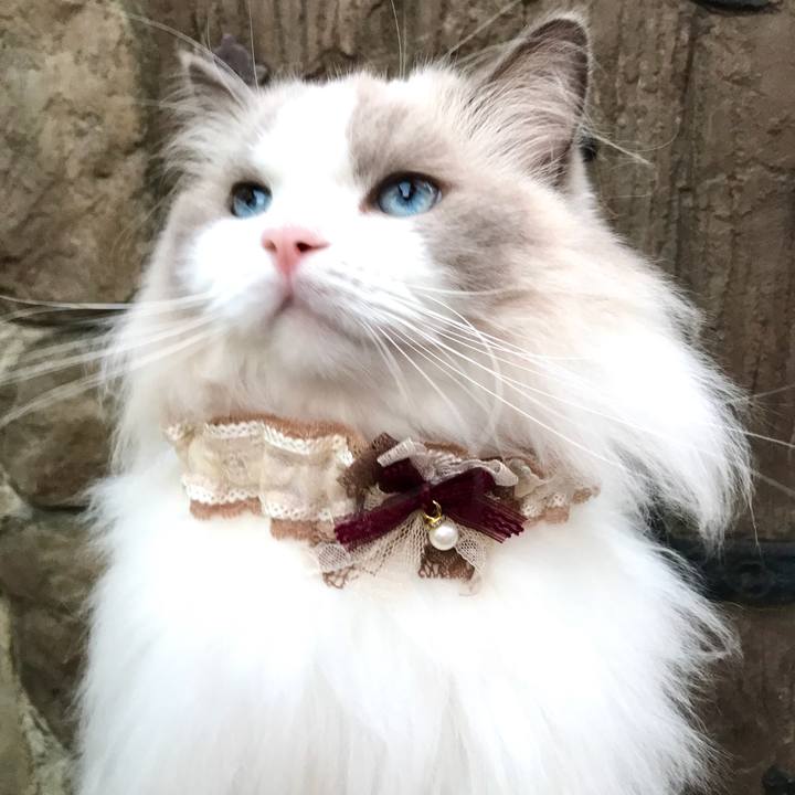 Cf0f79a7 09f2 48b3 aa70 ca1e50414123 1601543278912