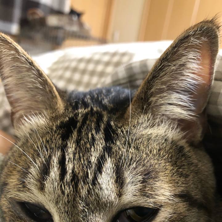 Cf0fe2ea b499 4388 ba1e b468ee3e4b6a 1618259869419