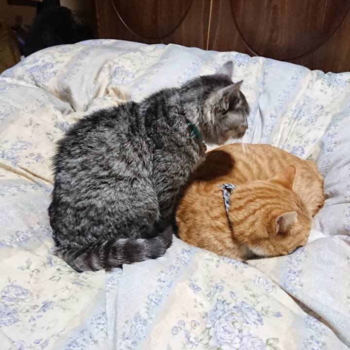 Cf10239c bb44 4f6b 8c8f de611c5087c7 1575721282056