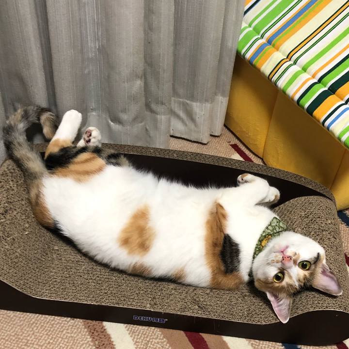 Cf103089 175c 4ec5 9ef2 7bef8f5506ea 1597845780423