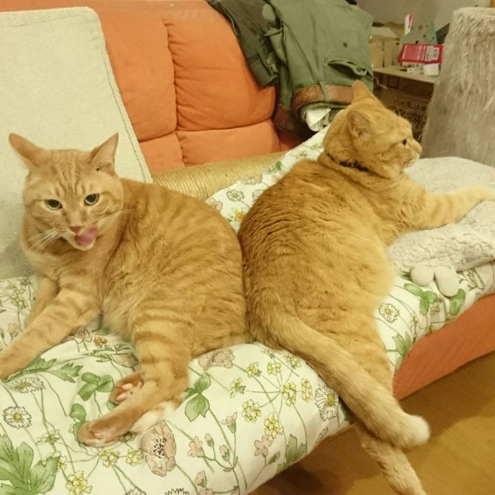 Cf10ed4f b77e 4ada bfa7 a5e5477ca46a 1537110273281