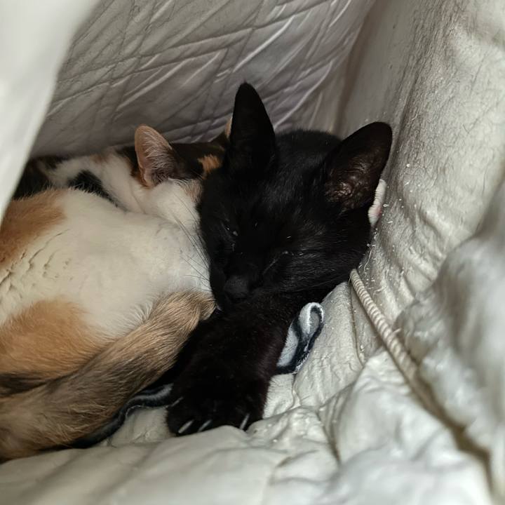 Cf112d64 2d5d 4abf 9766 d2241e016017 1711246930459