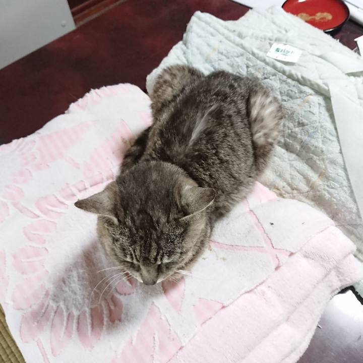 Cf120902 524d 4973 8106 efca6341a4c7 1592170827261