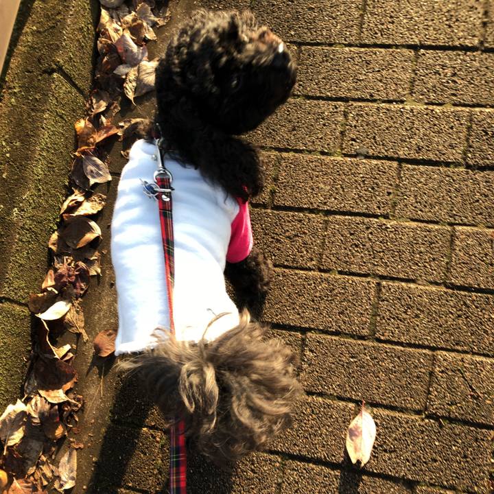 Cf12ffe2 c1b3 4687 9da1 d0bf6ea53438 1541814016590