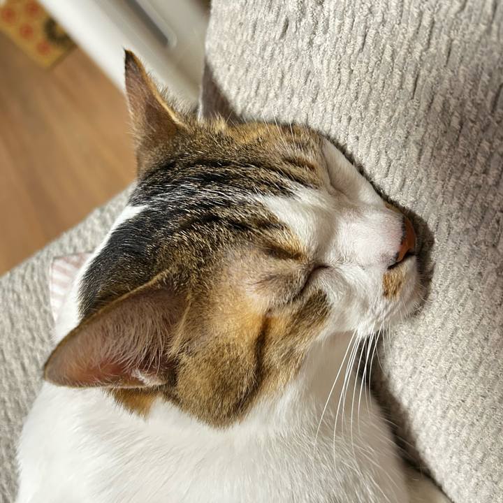 Cf1575f7 b4d5 4f80 b776 67f4419c1a87 1759789477900