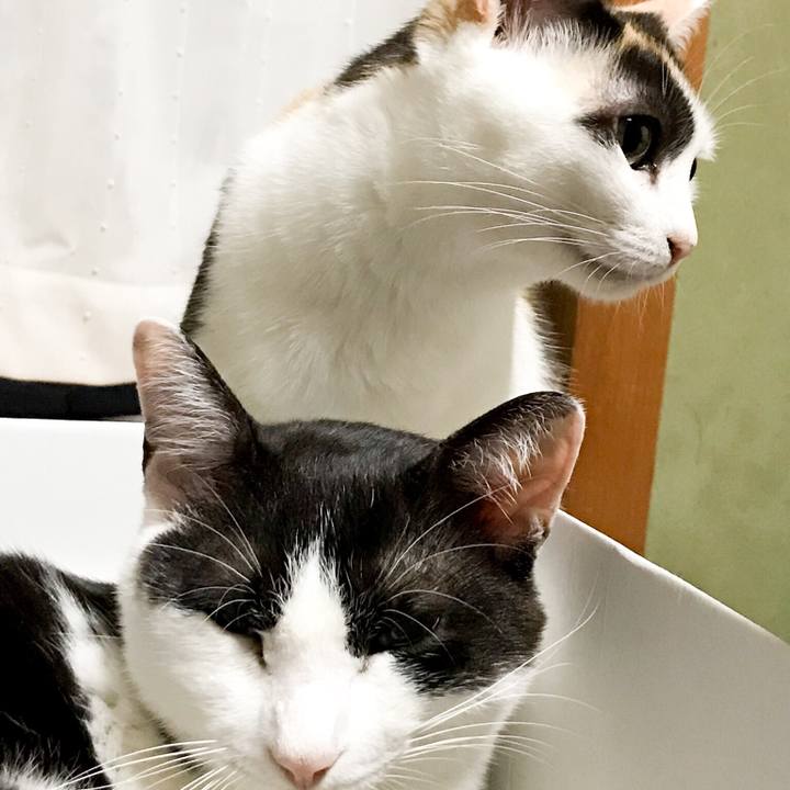 Cf17d579 636c 4674 8004 a204fb100802 1532484786222