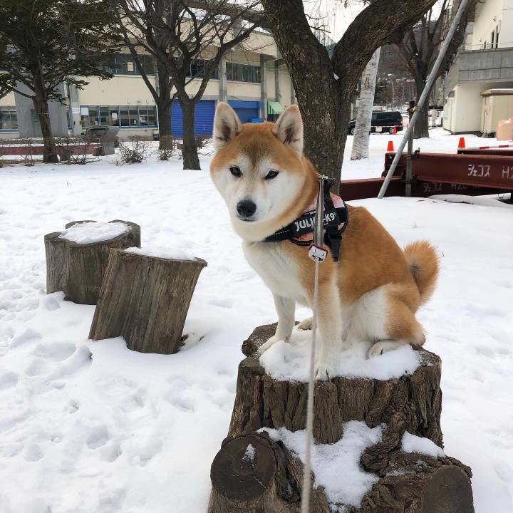 Cf183dda dd85 4c0f 9907 174701c52e46 1578962339666