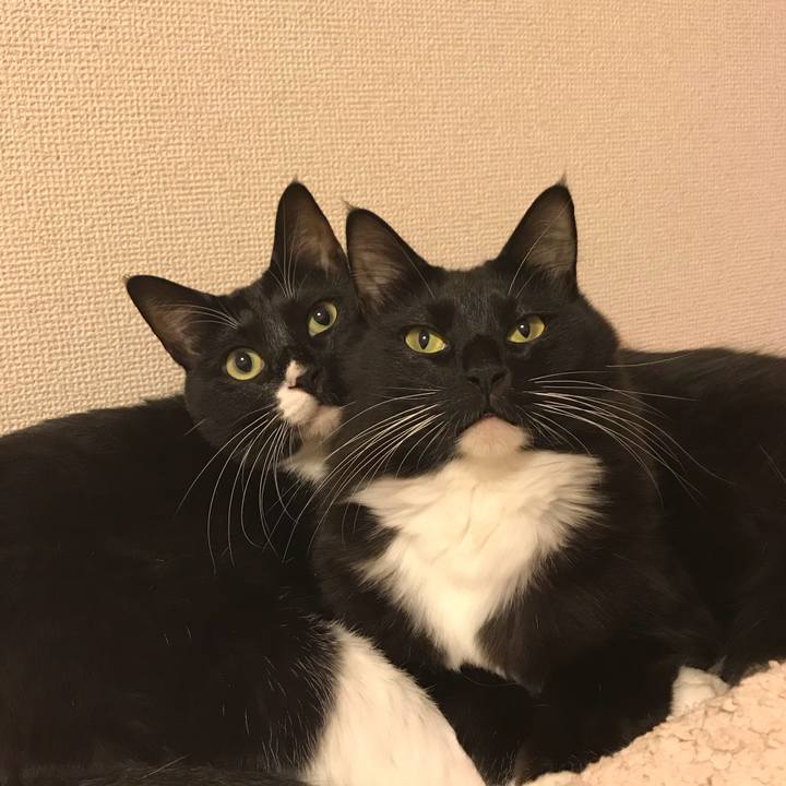 Cf1bc9d4 47e0 4e50 84f3 2c42e398d7f2 1511739015694