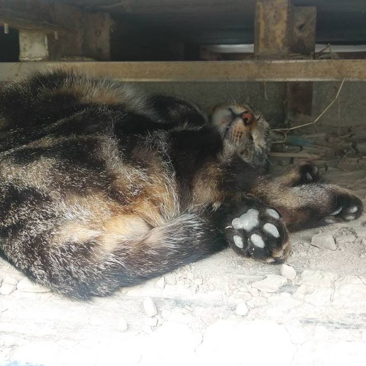 Cf1cadd0 f4f8 4991 a6f8 474c01c1014e 1589249224074