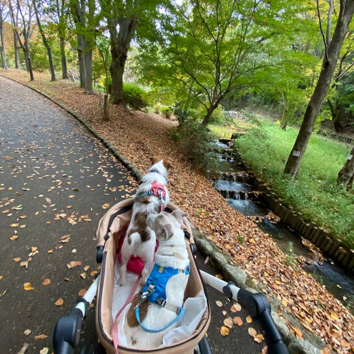 Cf1e51e1 f1b0 4dd9 91db 501a4d727563 1731835659414