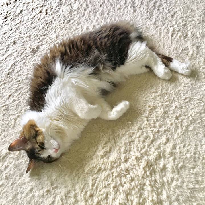 Cf1f5f8a 120b 4245 a812 efd2d8df1b22 1530317235645