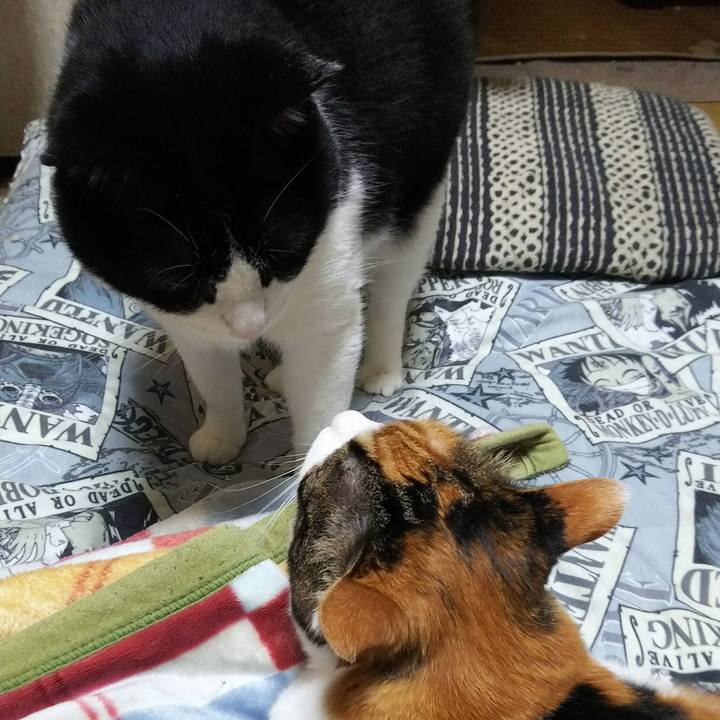 Cf20a3d3 60e5 41c0 a239 f1b85e7ad41f 1529187648185