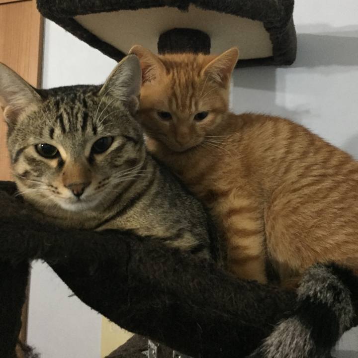 Cf21759c 2c32 437d 9d43 28cda727661e 1511670698889