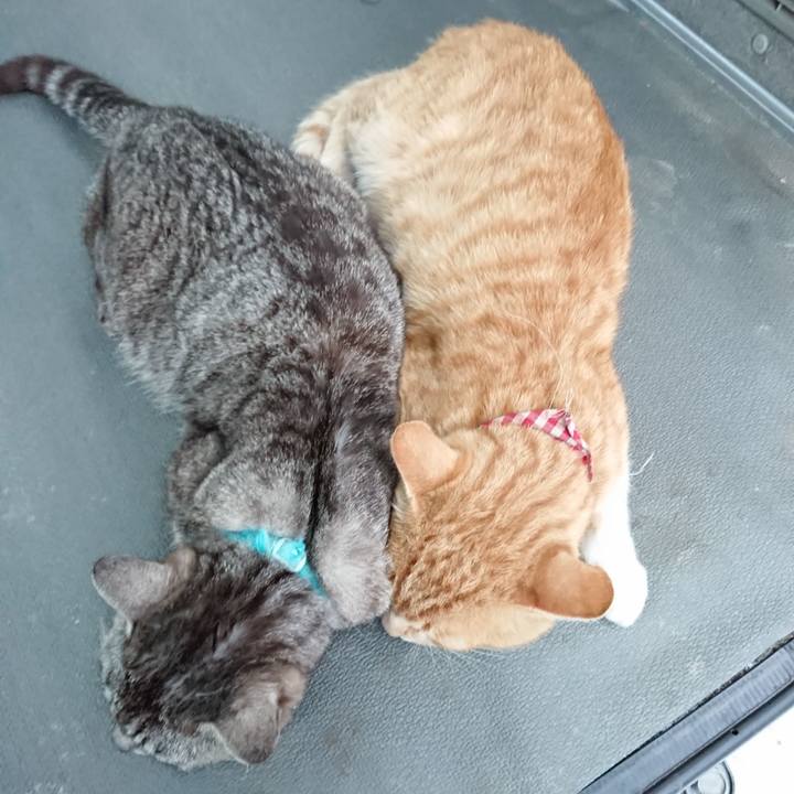 Cf23227c 6822 4b1e 9f89 314bc86598f5 1561975689117