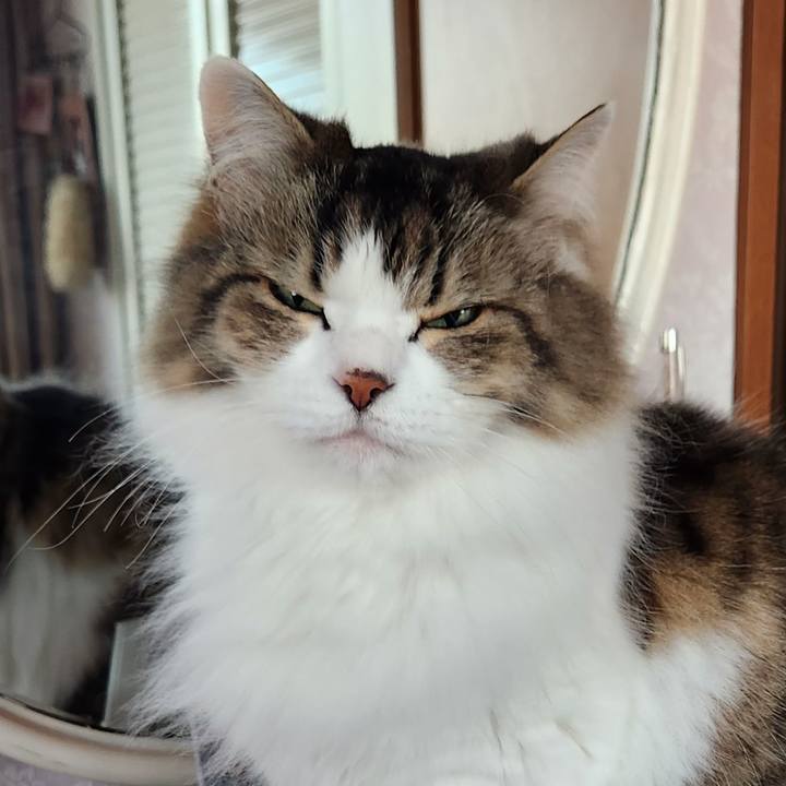 Cf29732c e3fe 497c b43e f212650c2b06 1702728084282