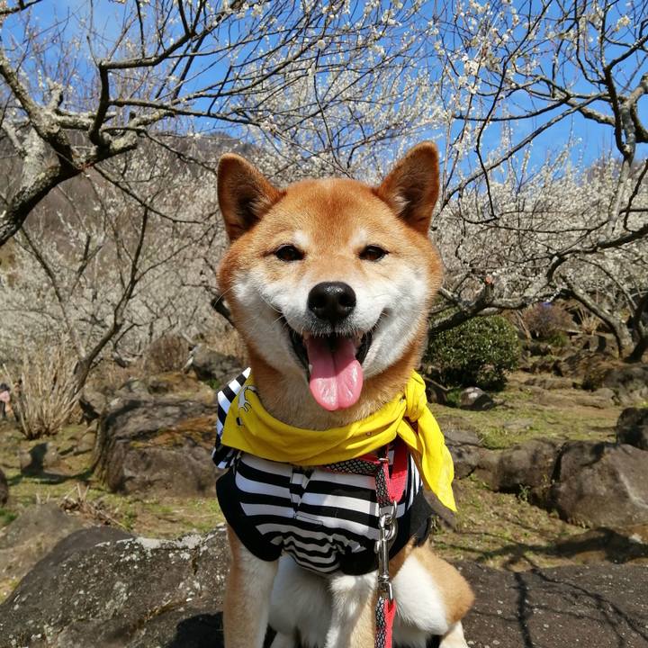 Cf29a0be dba7 4196 8d7a 04e7b2b7d0d9 1583057564870