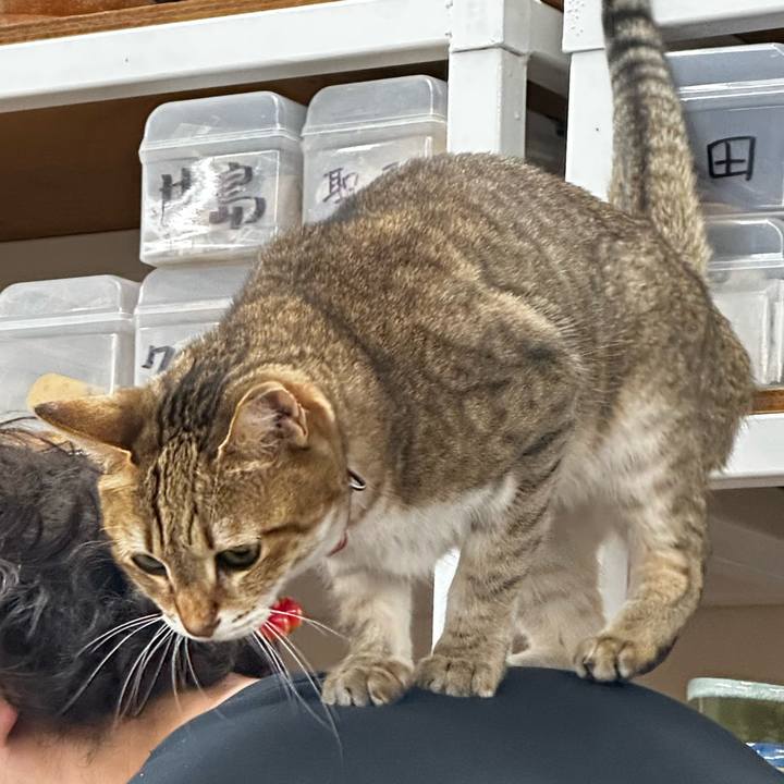 Cf2bc1e2 3caf 44c4 90d4 ed86e340c8db 1770383674317