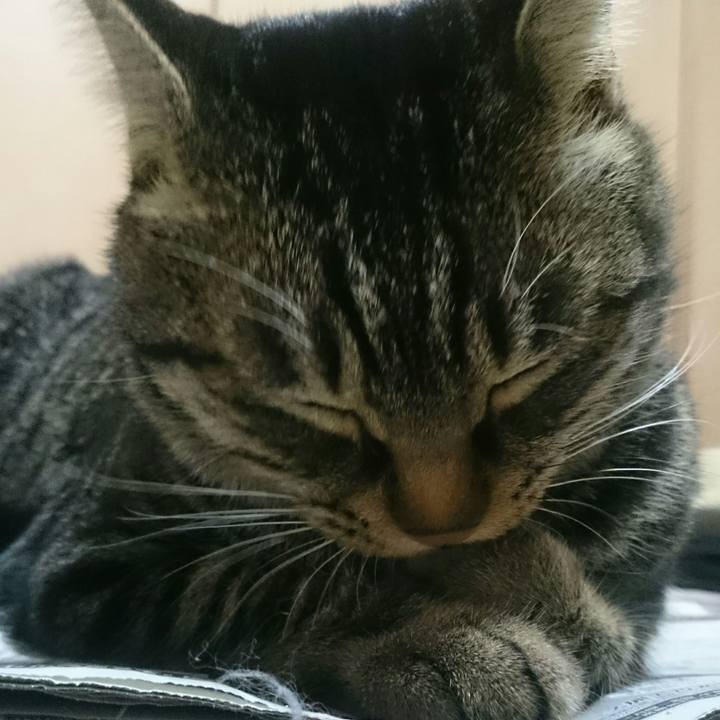 Cf33a76d a705 43c1 86fe 80c9606a58df 1512647105908