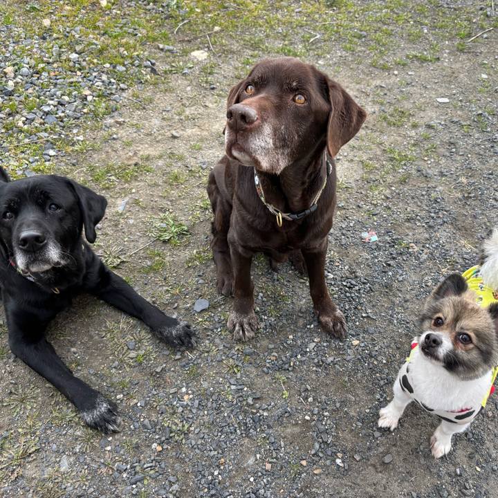 Cf36463f 82d7 4cf7 ad94 2d917aaf06d1 1767264165949