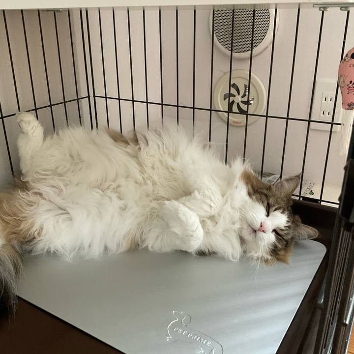 Cf377c71 5e91 40ee 9c67 e1f06376ab9e 1750037436141