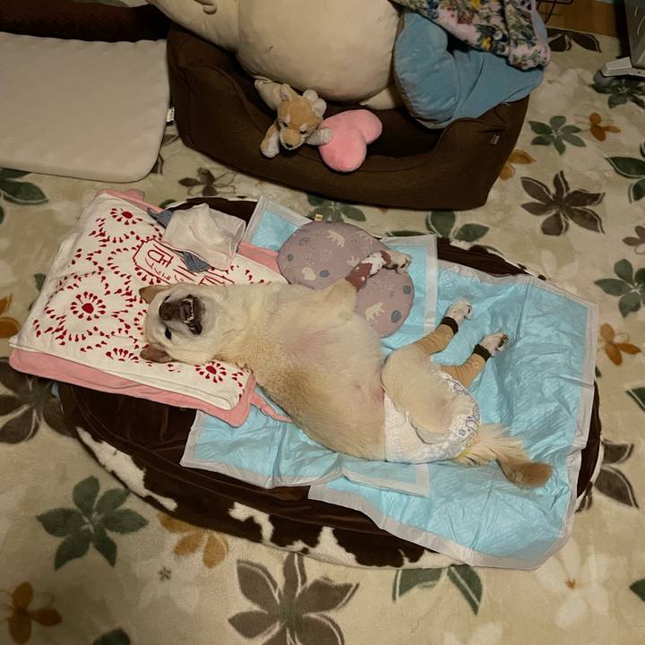 Cf377d76 96c0 47d9 a5ec 85cb8c1393b3 1679001867308