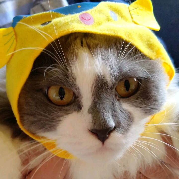 Cf38bc41 e313 4c3b b859 1ff0ebee1f1b 1601174033016