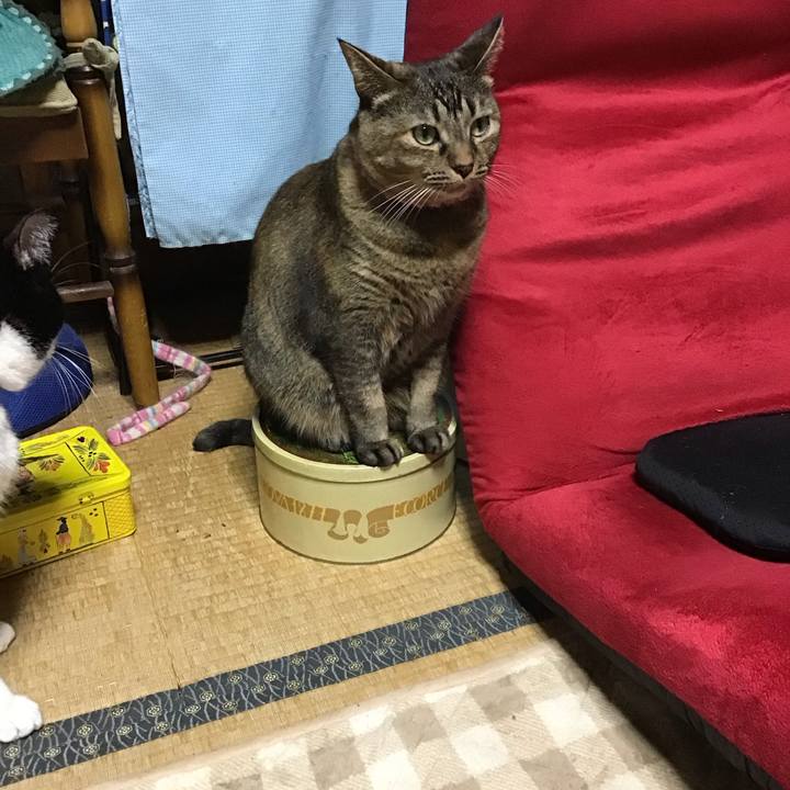 Cf3b8b9c 3c40 4f78 b597 0d56eff8890b 1731667787922