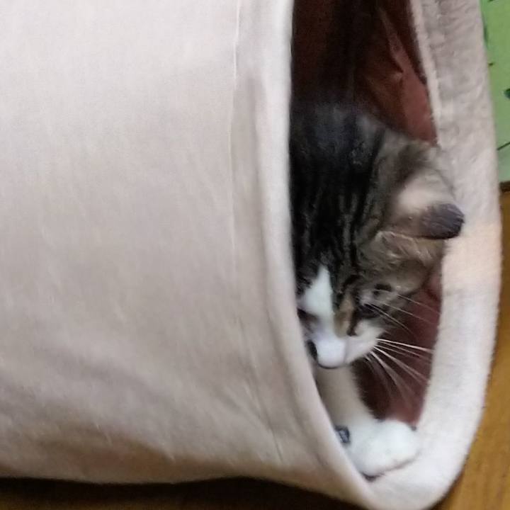 Cf3d4b34 a0af 4a71 8bbb a7e15b824e8e 1607688003532