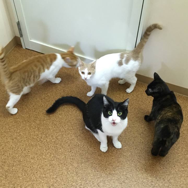 Cf4161c4 adb3 4cad 839d 0f011c973aae 1511516421503