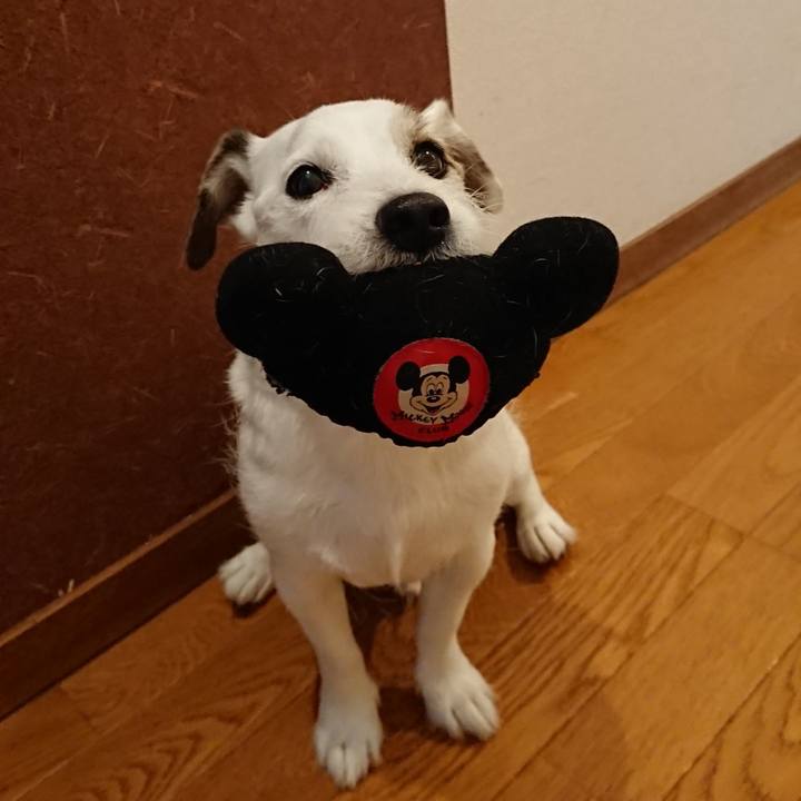 Cf427cf7 9825 4a4c 8ef5 c6b2c6c6d4a8 1539298646151