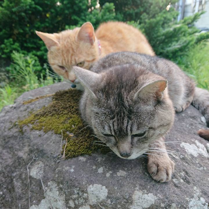 Cf4302ca 0292 4b96 9d5a 5b859d8fc541 1559212376103