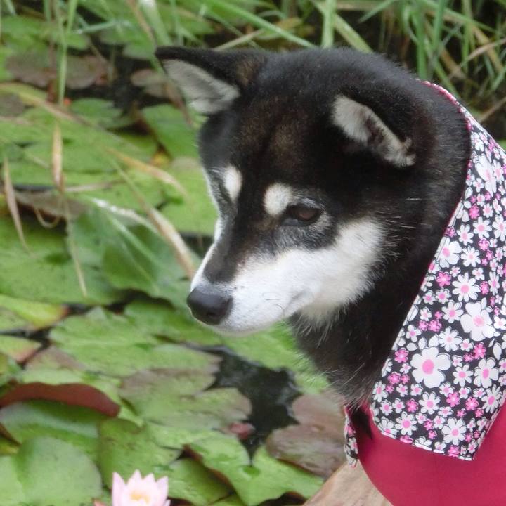 Cf43533e c2ef 4aba acb0 2ccdf8fd833a 1534409832835