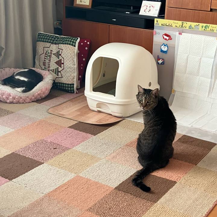 Cf4513fc c2cd 47d2 9a8d e14748161d7d 1765465408066