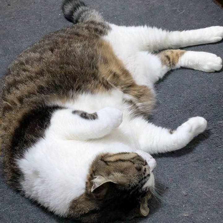 Cf46838c 2c42 443c b6e4 eefd71e8f027 1744549236255