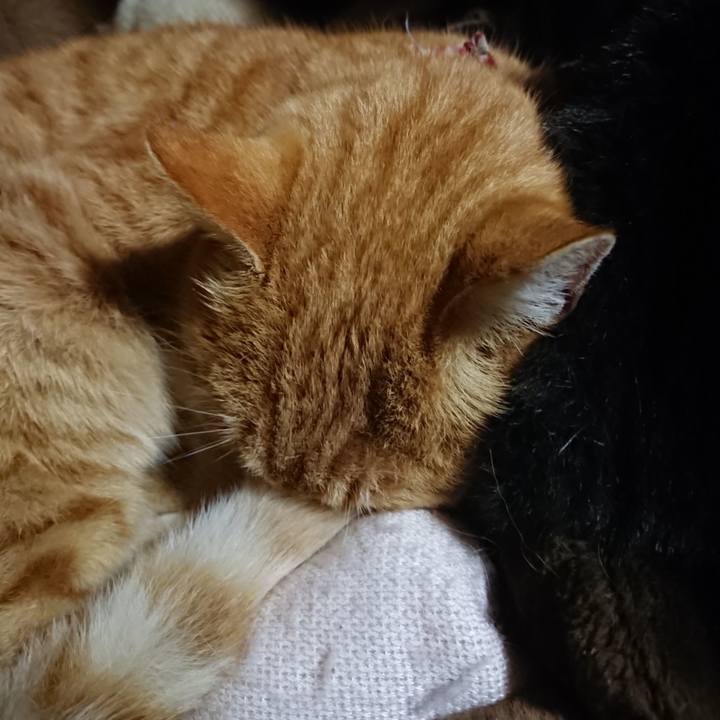 Cf476e0a 07cd 4e66 a729 b99d0dc66d2c 1607600025438