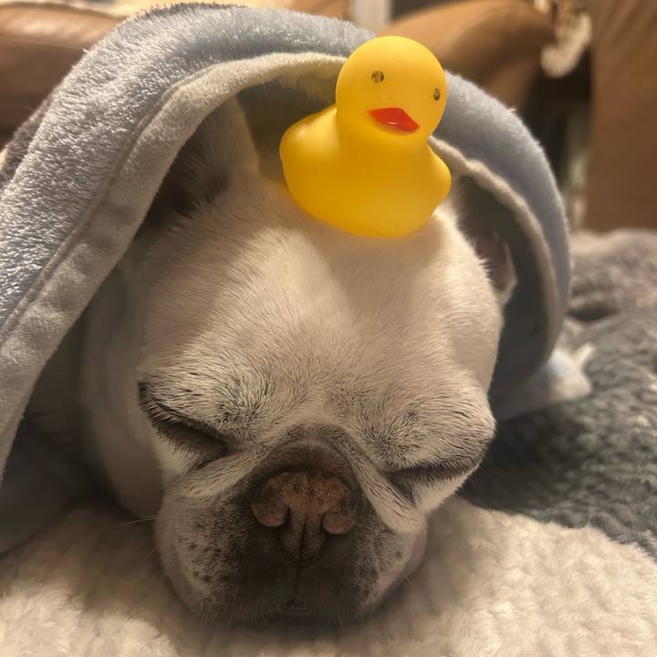 Cf499a5b d441 4ebf 8d0d dc4d46ff0c5b 1734255933068