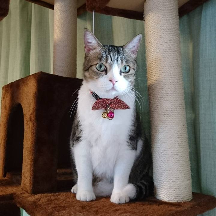 Cf4a921e be7e 4fca a67b a35f25766255 1540854011884