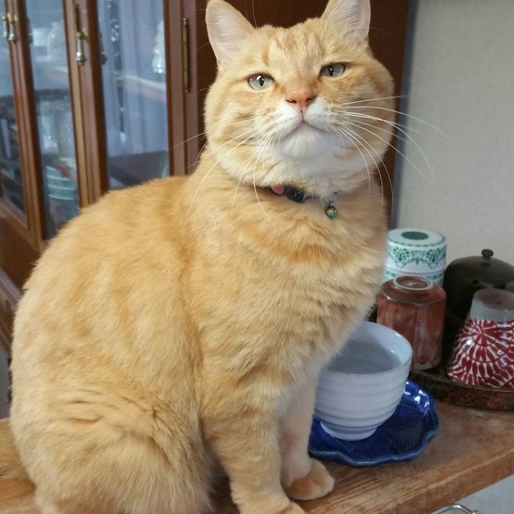 Cf4b34a6 6ef7 45d9 8ba4 2366f3deb0eb 1541460057301