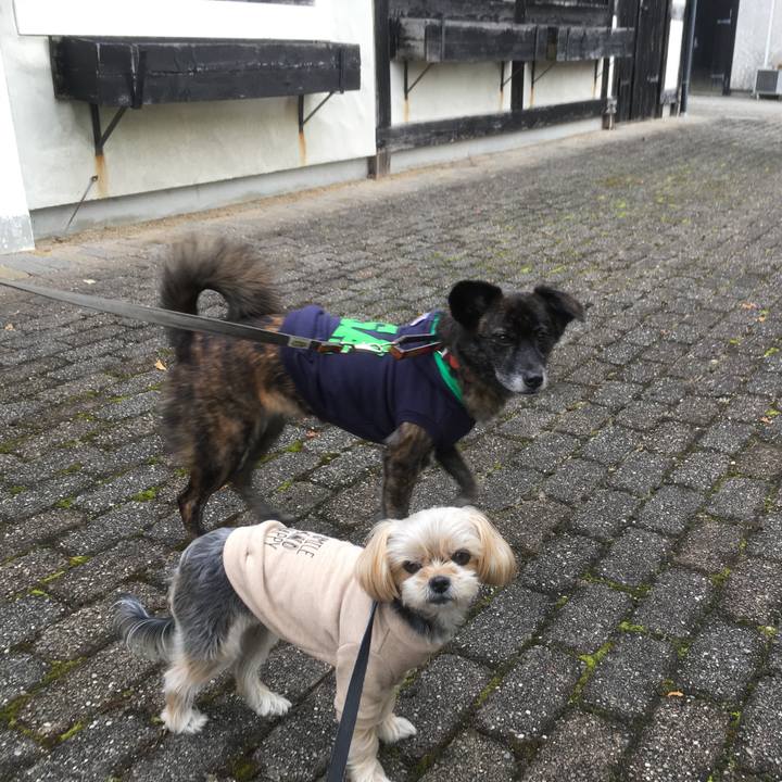 Cf4e2c0e 68d1 41dd bc09 9a266a644a94 1542643189011