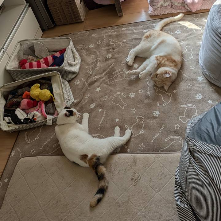 Cf4f0da1 b2d2 4603 a9d7 bb9cfd2528f2 1728868613581