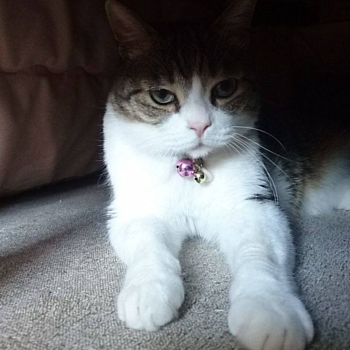 Cf4f9eec 8e43 4d98 ad1e fc370b3c55b6 1524700860920