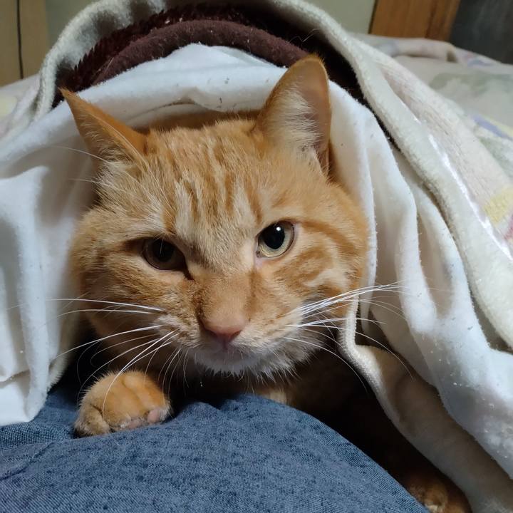 Cf533708 54b2 40ce bfee 2bb3880eb21a 1702383332982