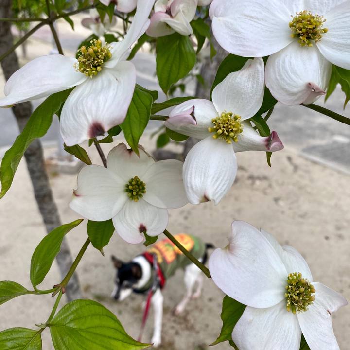 Cf5a53d8 a3a5 4671 843b d134749c0cb5 1588024328737