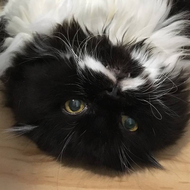 Cf5f314a 2201 45c3 b517 5fcf0301e8cc 1533981955139