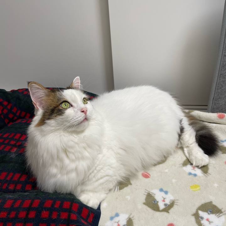 Cf63a4fd 5292 4685 b249 61a87e31ac1d 1762663291324