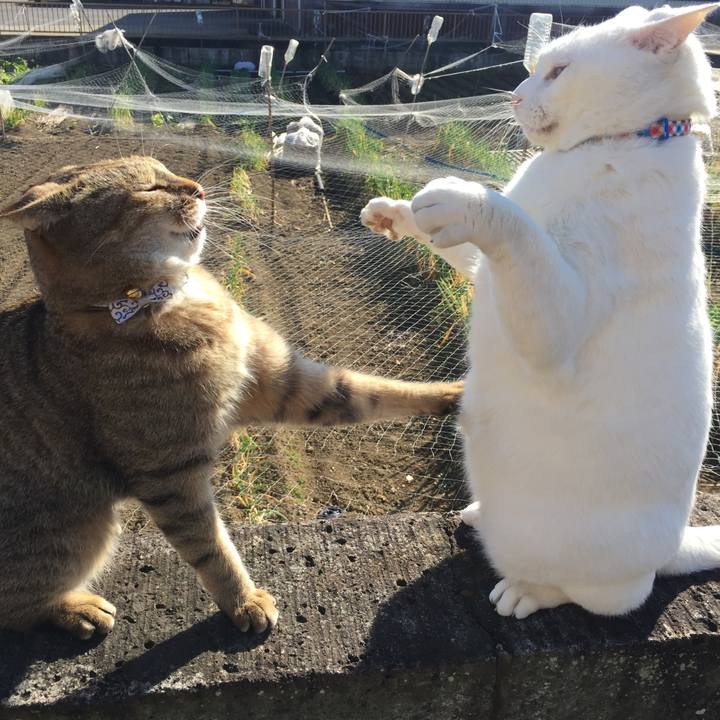 Cf63c659 d63b 4c4c 9e80 35f712598479 1578883996381