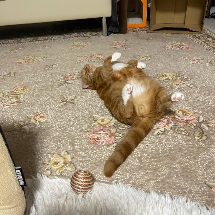 Cf680405 6506 4a62 892f d6a1c6661773 1608043214172