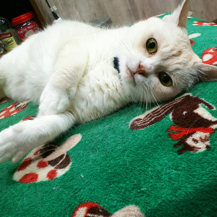 Cf689c63 bc8b 4950 a488 c202c186570a 1531749601054