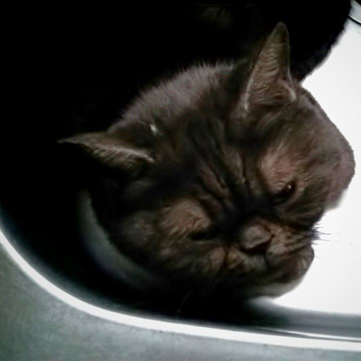 Cf693036 ae77 4f66 a3f4 33bb9027a356 1551597758361