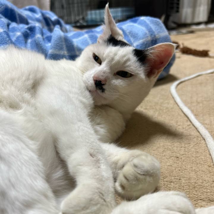 Cf6a7703 0518 4e2f b581 134f5c7fac57 1745398187048